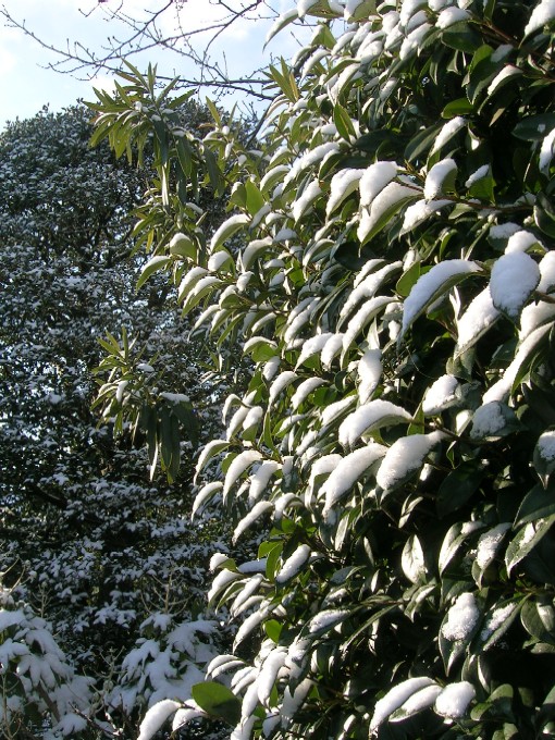 20080118-雪景色 007.jpg